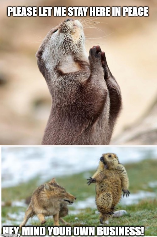 PLEASE LET ME STAY HERE IN PEACE; HEY, MIND YOUR OWN BUSINESS! | image tagged in animal praying | made w/ Imgflip meme maker
