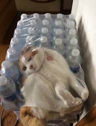 Cat Stuck In bottles Blank Meme Template