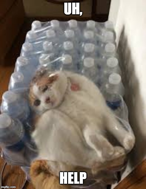 Cat Stuck In bottles | UH, HELP | image tagged in cat stuck in bottles | made w/ Imgflip meme maker