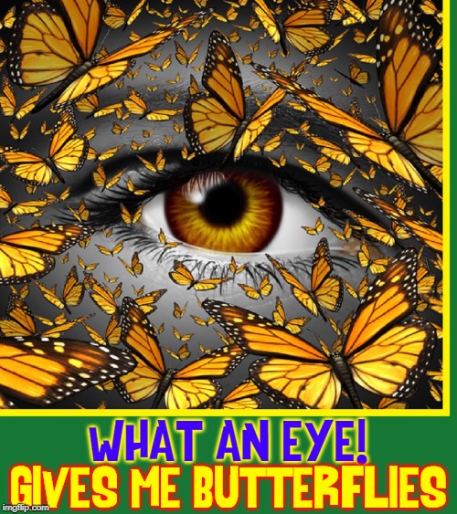 The Eyes Have It | WHAT AN EYE! GIVES ME BUTTERFLIES | image tagged in vince vance,monarch,butterflies,eyes,brown-eyed girl,butterfly | made w/ Imgflip meme maker