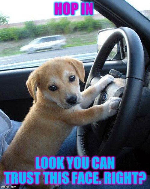 cute dog | HOP IN; LOOK YOU CAN TRUST THIS FACE. RIGHT? | image tagged in cute dog | made w/ Imgflip meme maker