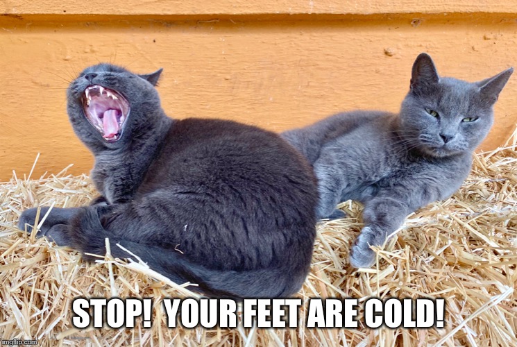 Cold Feet | STOP!  YOUR FEET ARE COLD! | image tagged in winter,cold,feet,husband,wife,cats | made w/ Imgflip meme maker