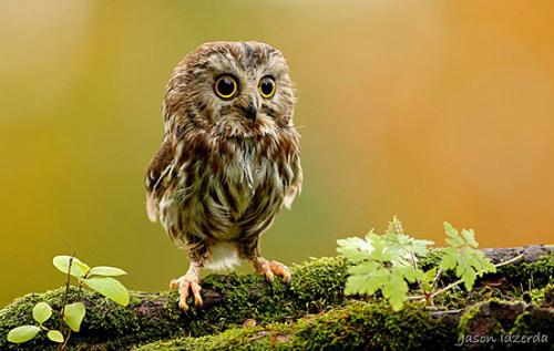 image tagged in animals,nature