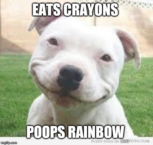 Happy Friday Puppy | EATS CRAYONS POOPS RAINBOW | image tagged in happy friday puppy | made w/ Imgflip meme maker