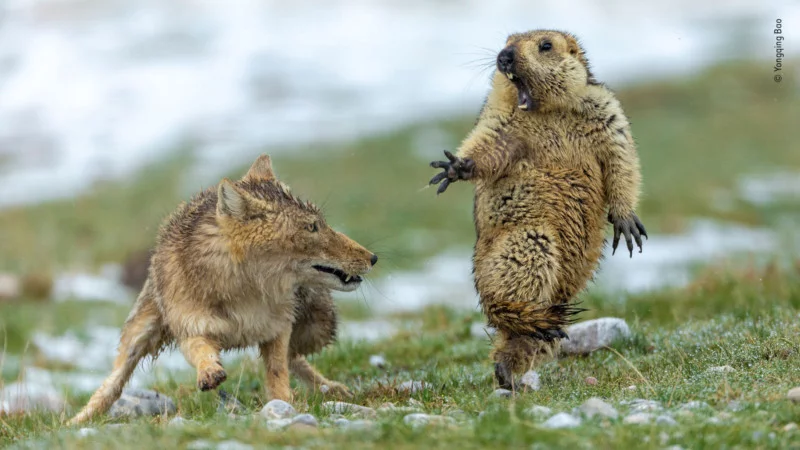 Fox scaring marmot Blank Meme Template