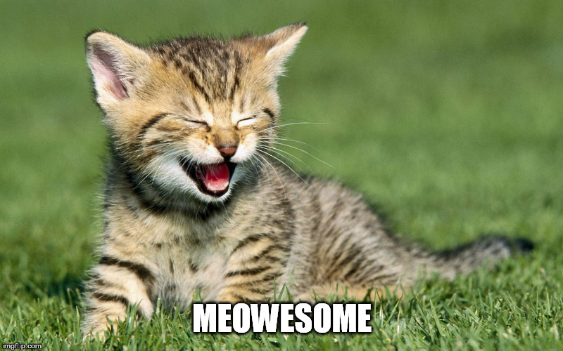 laughing cat | MEOWESOME | image tagged in laughing cat | made w/ Imgflip meme maker