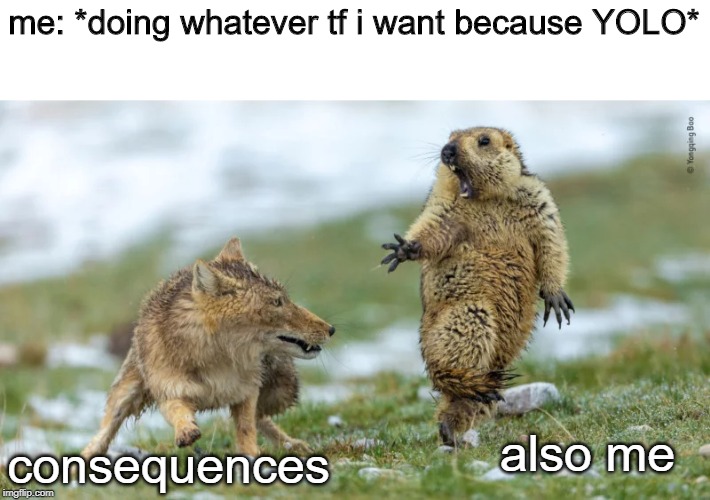 Fox scaring marmot | me: *doing whatever tf i want because YOLO*; also me; consequences | image tagged in fox scaring marmot | made w/ Imgflip meme maker