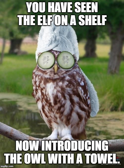 relax owl | YOU HAVE SEEN THE ELF ON A SHELF; NOW INTRODUCING THE OWL WITH A TOWEL. | image tagged in relax owl | made w/ Imgflip meme maker