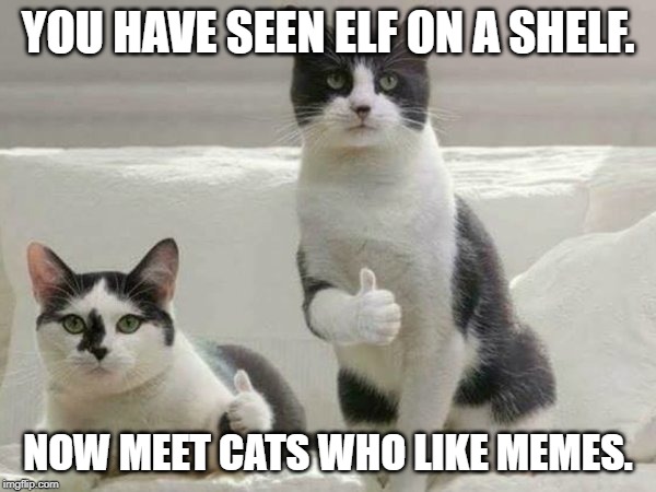 cats who like memes | YOU HAVE SEEN ELF ON A SHELF. NOW MEET CATS WHO LIKE MEMES. | image tagged in funny cats | made w/ Imgflip meme maker