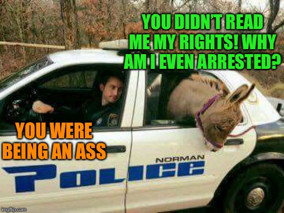 Donkey in Police Car | YOU DIDN’T READ ME MY RIGHTS! WHY AM I EVEN ARRESTED? YOU WERE BEING AN ASS | image tagged in donkey in police car | made w/ Imgflip meme maker