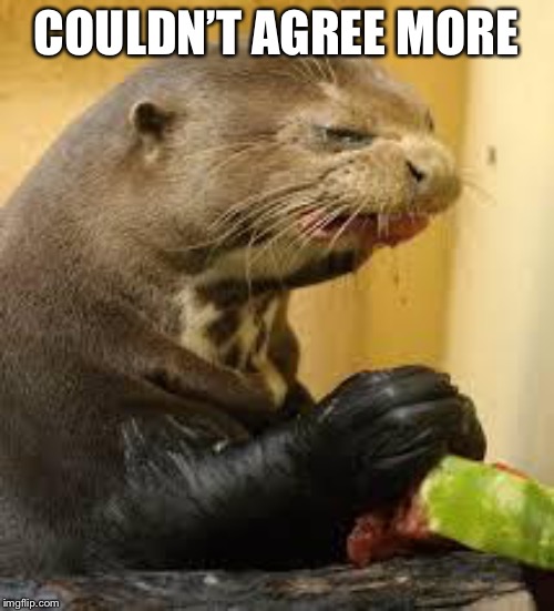 Disgusted Otter | COULDN’T AGREE MORE | image tagged in disgusted otter | made w/ Imgflip meme maker