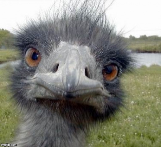 ostrich | image tagged in ostrich | made w/ Imgflip meme maker