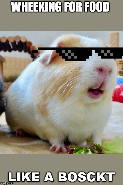 the gangster piggy funny | WHEEKING FOR FOOD; LIKE A BOSCKT | image tagged in wheek,guinea pig,funny,glasses,boss,minnie | made w/ Imgflip meme maker