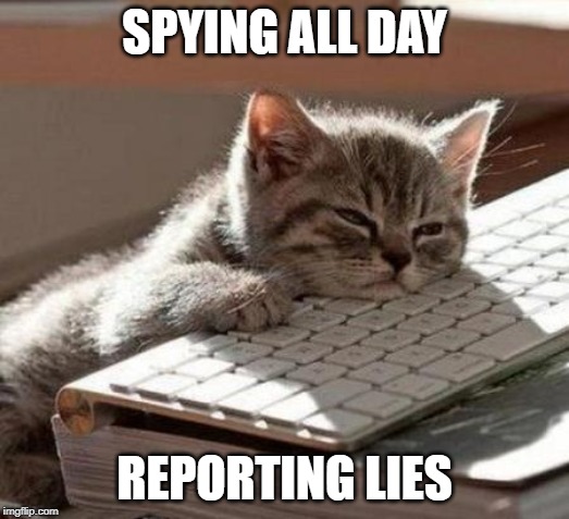 tired cat | SPYING ALL DAY; REPORTING LIES | image tagged in tired cat | made w/ Imgflip meme maker