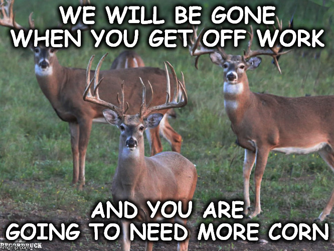deer | WE WILL BE GONE WHEN YOU GET OFF WORK; AND YOU ARE GOING TO NEED MORE CORN | image tagged in deer | made w/ Imgflip meme maker