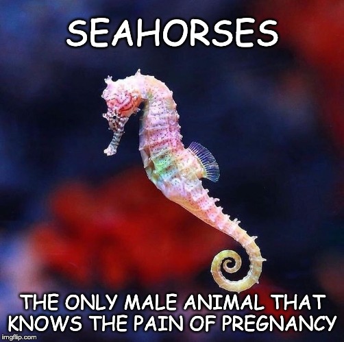 Male Pregnancy | SEAHORSES; THE ONLY MALE ANIMAL THAT KNOWS THE PAIN OF PREGNANCY | image tagged in male,pregnant,seahorse,male pregnancy | made w/ Imgflip meme maker
