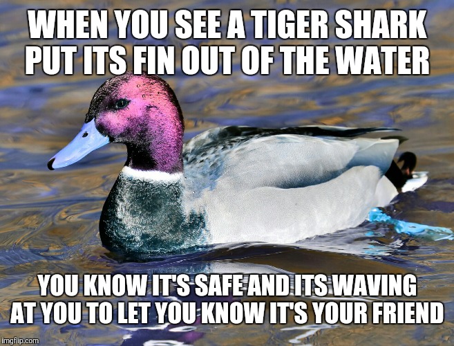 WHEN YOU SEE A TIGER SHARK PUT ITS FIN OUT OF THE WATER; YOU KNOW IT'S SAFE AND ITS WAVING AT YOU TO LET YOU KNOW IT'S YOUR FRIEND | image tagged in malicious advice mallard | made w/ Imgflip meme maker