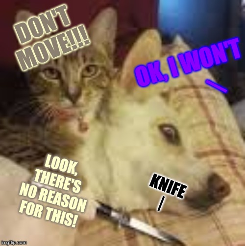 Cat with a Knife | DON'T MOVE!!! OK, I WON'T; |; LOOK, THERE'S NO REASON FOR THIS! KNIFE
| | image tagged in cat,dog,knife | made w/ Imgflip meme maker