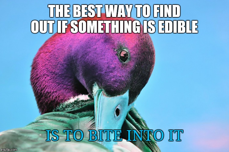 THE BEST WAY TO FIND OUT IF SOMETHING IS EDIBLE; IS TO BITE INTO IT | image tagged in malicious advice mallard | made w/ Imgflip meme maker