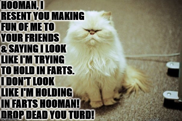 I RESENT | HOOMAN, I RESENT YOU MAKING FUN OF ME TO YOUR FRIENDS & SAYING I LOOK LIKE I'M TRYING TO HOLD IN FARTS. I DON'T LOOK LIKE I'M HOLDING IN FARTS HOOMAN! DROP DEAD YOU TURD! | image tagged in i resent | made w/ Imgflip meme maker
