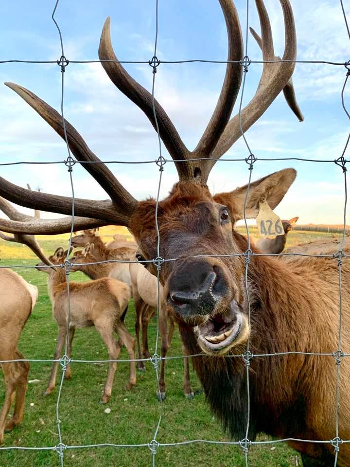 High Quality moose through cage Blank Meme Template