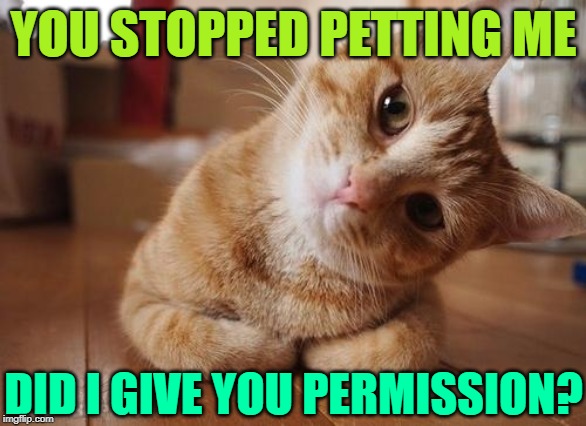 Cattitude |  YOU STOPPED PETTING ME; DID I GIVE YOU PERMISSION? | image tagged in curious question cat,cats are awesome,living with cats,funny memes,cats,pets | made w/ Imgflip meme maker