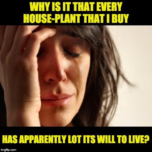 First World Problems | WHY IS IT THAT EVERY HOUSE-PLANT THAT I BUY; HAS APPARENTLY LOT ITS WILL TO LIVE? | image tagged in memes,first world problems | made w/ Imgflip meme maker