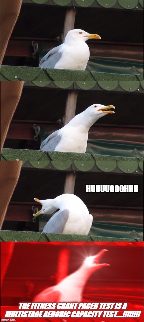 Inhaling Seagull | HUUUUGGGHHH; THE FITNESS GRANT PACER TEST IS A MULTISTAGE AEROBIC CAPACITY TEST....!!!!!!!! | image tagged in memes,inhaling seagull | made w/ Imgflip meme maker