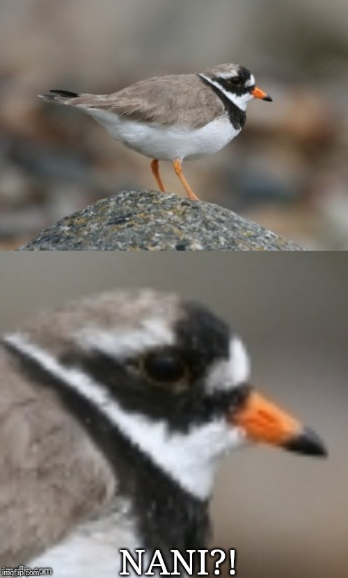 When you suddenly realize Ringed Plover | NANI?! | image tagged in when you suddenly realize ringed plover | made w/ Imgflip meme maker