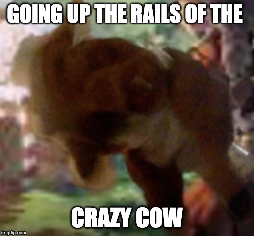 GOING UP THE RAILS OF THE; CRAZY COW | image tagged in cow | made w/ Imgflip meme maker