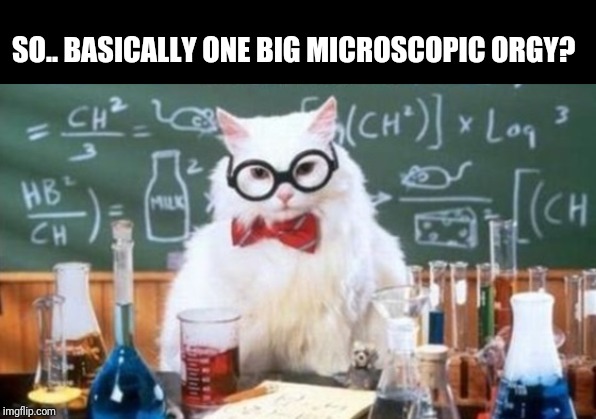 Science Cat (wider version) | SO.. BASICALLY ONE BIG MICROSCOPIC ORGY? | image tagged in science cat wider version | made w/ Imgflip meme maker