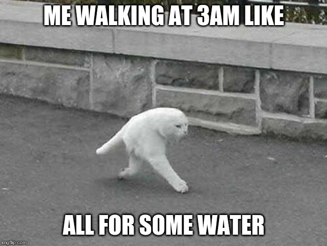 half cat | ME WALKING AT 3AM LIKE; ALL FOR SOME WATER | image tagged in cats | made w/ Imgflip meme maker