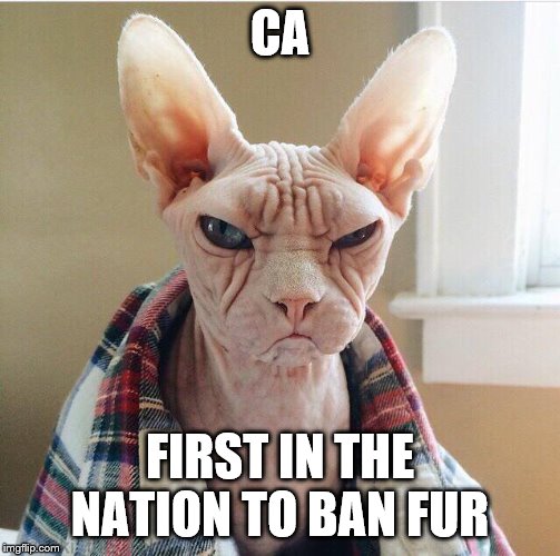 Angry hairless cat | CA; FIRST IN THE NATION TO BAN FUR | image tagged in angry hairless cat | made w/ Imgflip meme maker