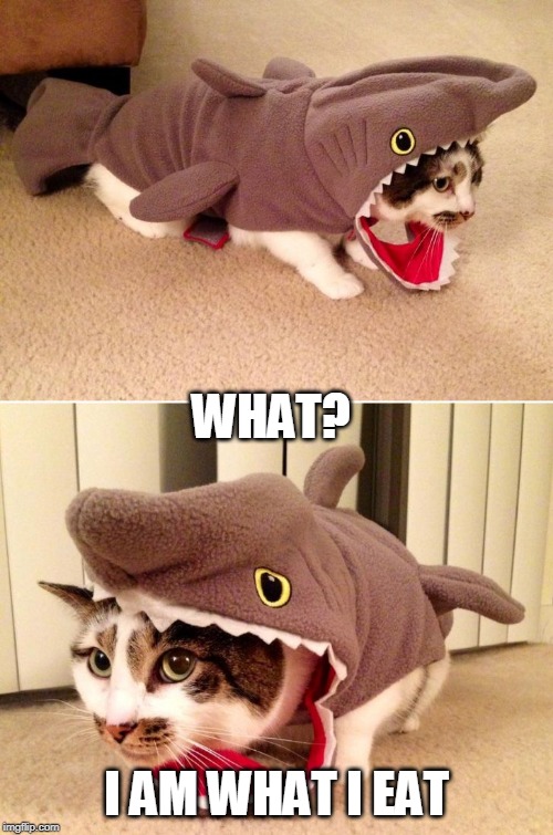 SHARK CAT | WHAT? I AM WHAT I EAT | image tagged in cats,shark,halloween costume | made w/ Imgflip meme maker