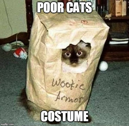 BAGHEAD | POOR CATS; COSTUME | image tagged in halloween costume,cats | made w/ Imgflip meme maker