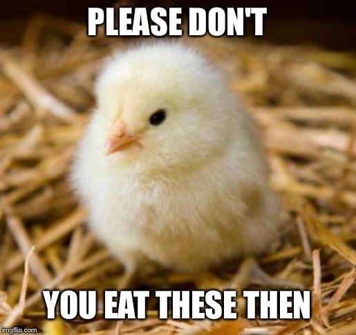 Baby Chicken | PLEASE DON'T YOU EAT THESE THEN | image tagged in baby chicken | made w/ Imgflip meme maker