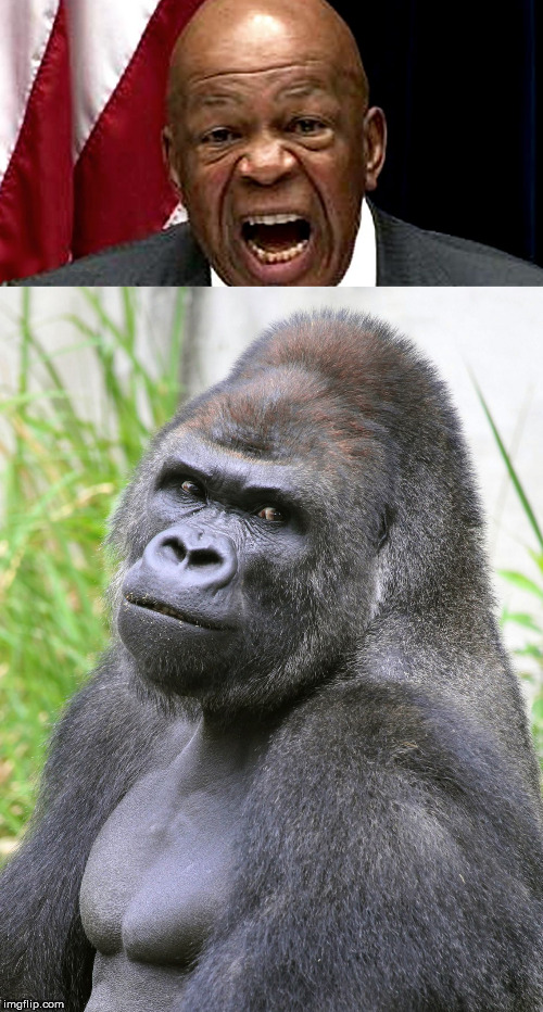 image tagged in hot gorilla,elijah cummings | made w/ Imgflip meme maker