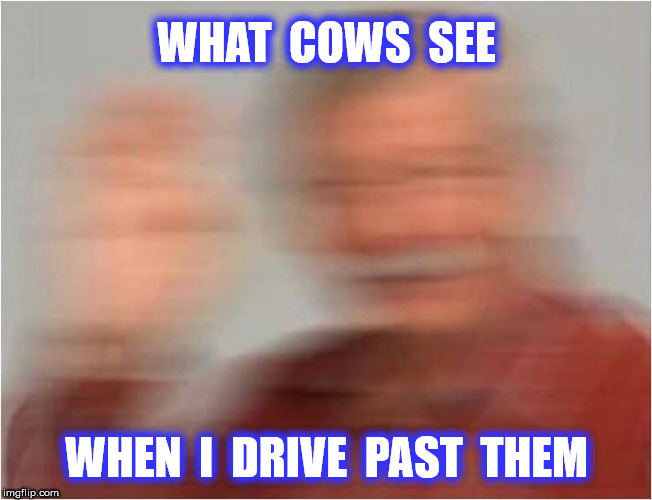 WHAT  COWS  SEE WHEN  I  DRIVE  PAST  THEM | made w/ Imgflip meme maker