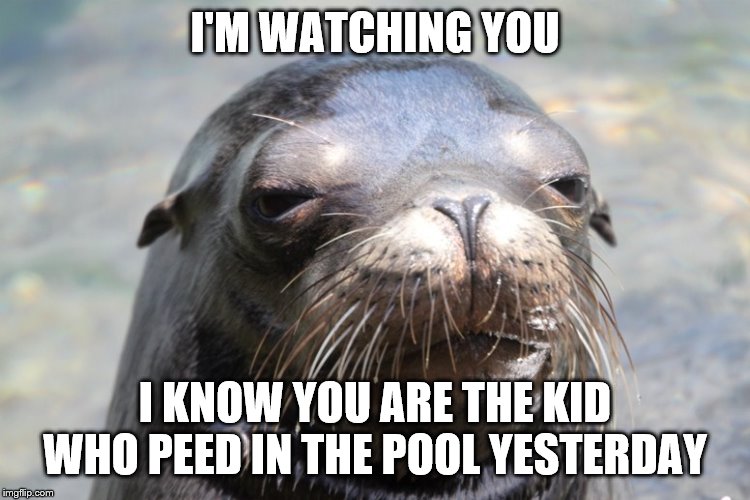 Shifty Sealion | I'M WATCHING YOU I KNOW YOU ARE THE KID WHO PEED IN THE POOL YESTERDAY | image tagged in shifty sealion | made w/ Imgflip meme maker