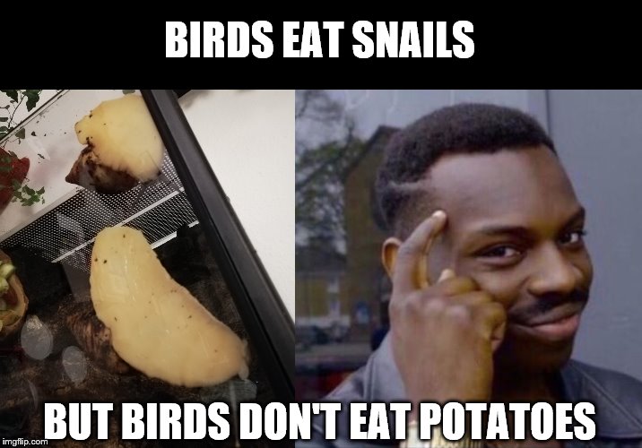 BIRDS EAT SNAILS; BUT BIRDS DON'T EAT POTATOES | image tagged in black guy pointing at head | made w/ Imgflip meme maker