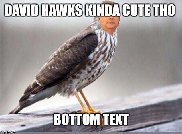 David Hawks | DAVID HAWKS KINDA CUTE THO; BOTTOM TEXT | image tagged in birds | made w/ Imgflip meme maker