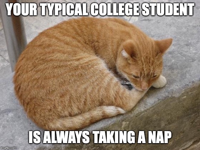 Catnap | YOUR TYPICAL COLLEGE STUDENT; IS ALWAYS TAKING A NAP | image tagged in cat,memes | made w/ Imgflip meme maker