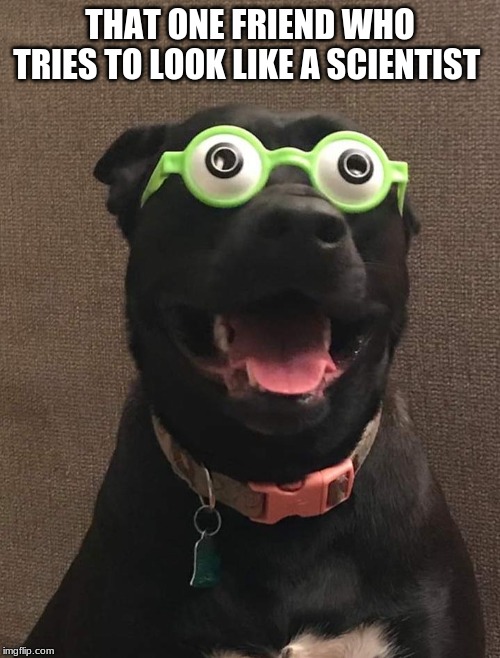 just a dog pic i found | THAT ONE FRIEND WHO TRIES TO LOOK LIKE A SCIENTIST | image tagged in a doggo | made w/ Imgflip meme maker