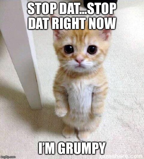 Cute Cat Meme | STOP DAT...STOP DAT RIGHT NOW; I’M GRUMPY | image tagged in memes,cute cat | made w/ Imgflip meme maker