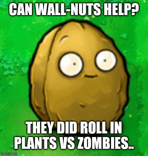 Wall-Nut | CAN WALL-NUTS HELP? THEY DID ROLL IN PLANTS VS ZOMBIES.. | image tagged in wall-nut | made w/ Imgflip meme maker