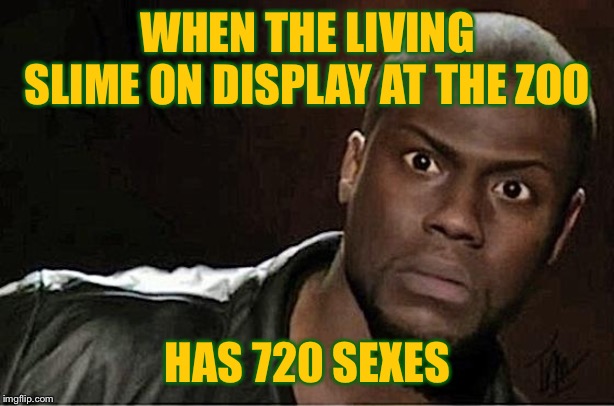 Kevin Hart Meme | WHEN THE LIVING SLIME ON DISPLAY AT THE ZOO; HAS 720 SEXES | image tagged in memes,kevin hart | made w/ Imgflip meme maker