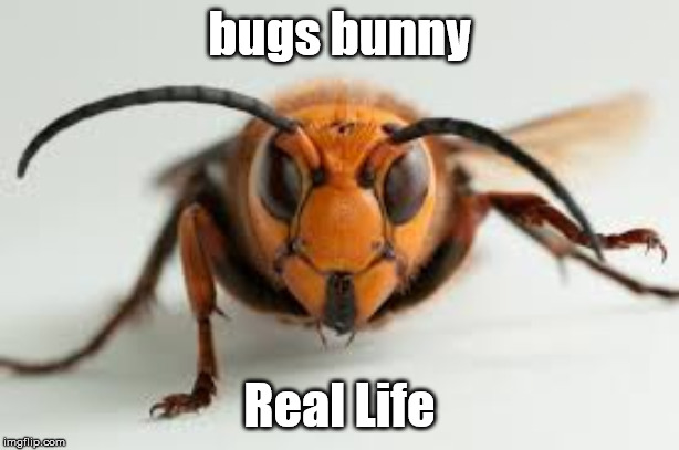 wasp | bugs bunny; Real Life | image tagged in wasp | made w/ Imgflip meme maker