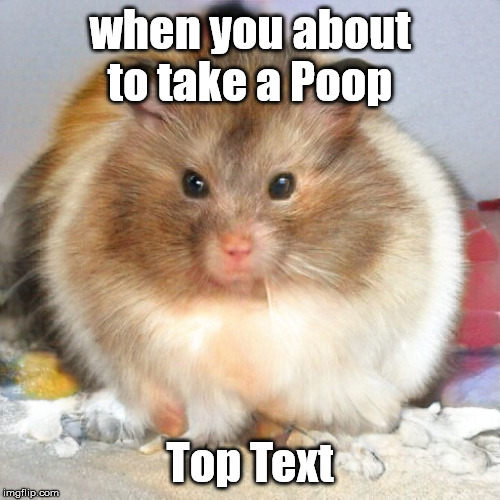 This is also my cat | when you about to take a Poop; Top Text | image tagged in this is also my cat | made w/ Imgflip meme maker