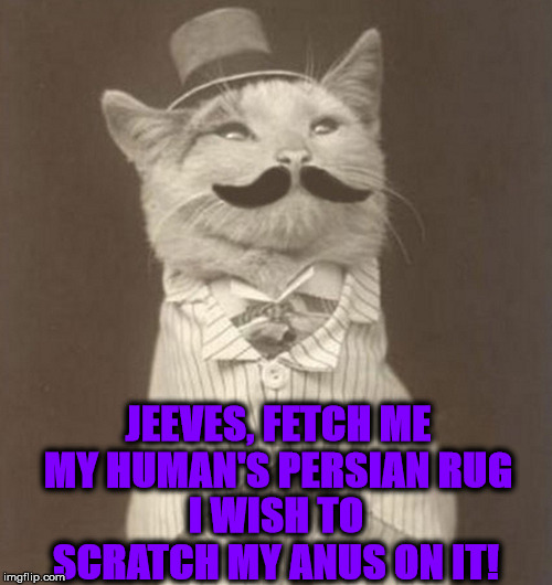 JEEVES | JEEVES, FETCH ME MY HUMAN'S PERSIAN RUG; I WISH TO SCRATCH MY ANUS ON IT! | image tagged in jeeves | made w/ Imgflip meme maker