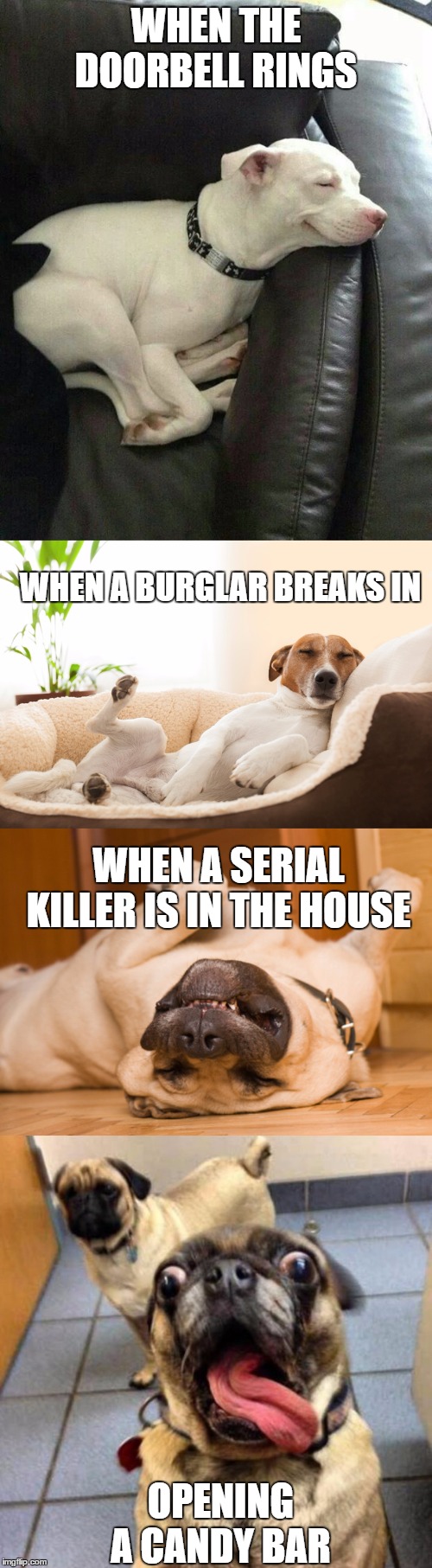 Just when you thought it was safe to eat | WHEN THE DOORBELL RINGS; WHEN A BURGLAR BREAKS IN; WHEN A SERIAL KILLER IS IN THE HOUSE; OPENING A CANDY BAR | image tagged in dog,random,candy,wtf | made w/ Imgflip meme maker
